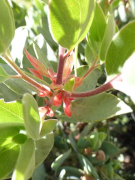 Image de Arctostaphylos canescens subsp. sonomensis (Eastw.) P. V. Wells