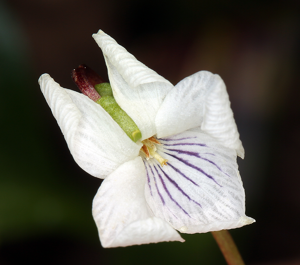 Viola primulifolia var. occidentalis A. Gray resmi