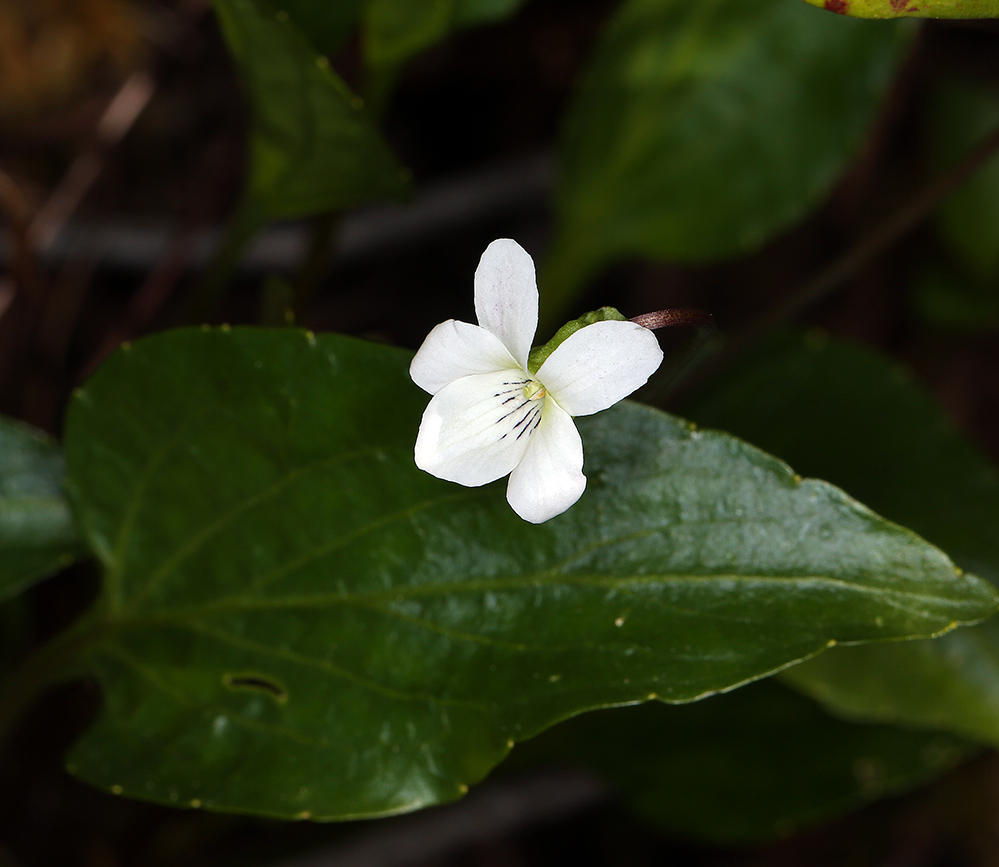 Viola primulifolia var. occidentalis A. Gray resmi