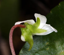 Viola primulifolia var. occidentalis A. Gray resmi