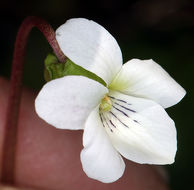 Viola primulifolia var. occidentalis A. Gray resmi