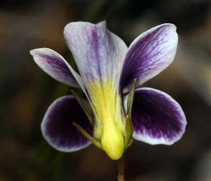 Image of wedgeleaf violet