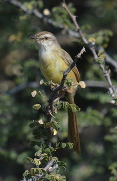 Image of Black-chested Prinia