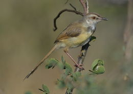Image of Black-chested Prinia