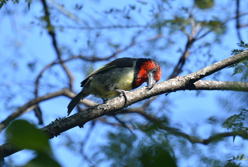 Image of Black-collared Barbet