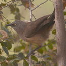 Image of Black-faced Babbler