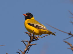 Image of African Black-headed Oriole