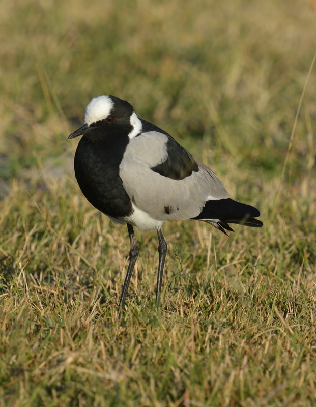 Image of Blacksmith Lapwing