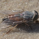 Image de Braunsiomyia