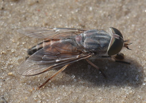 Image de Braunsiomyia