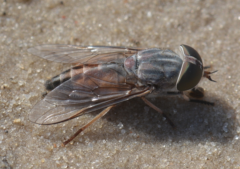 Image of Braunsiomyia
