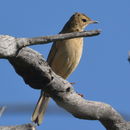 Слика од Anthus vaalensis Shelley 1900