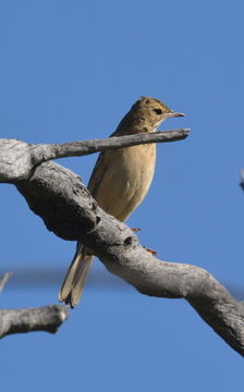 Image of Buffy Pipit