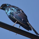 Image of Burchell's Glossy-Starling