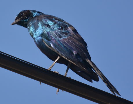 Image of Burchell's Glossy-Starling