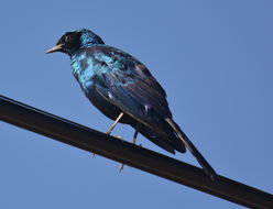 Image of Burchell's Glossy-Starling