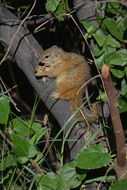 Image of Smith's Bush Squirrel