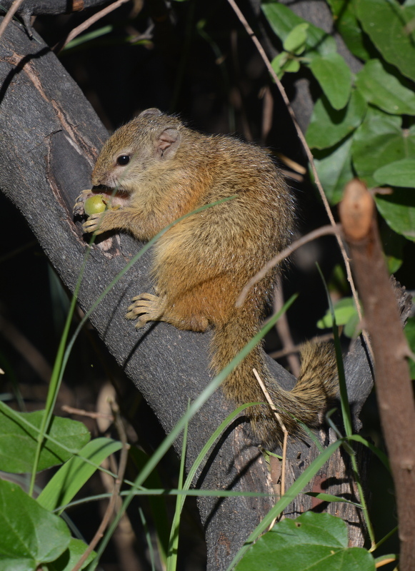 Слика од Paraxerus cepapi (A. Smith 1836)