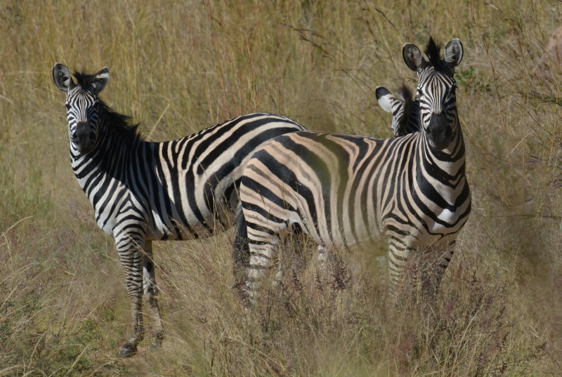Image of Chapman's zebra