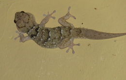 Image of Turner's thick-toed gecko