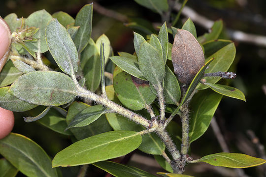 Image of Del Norte manzanita