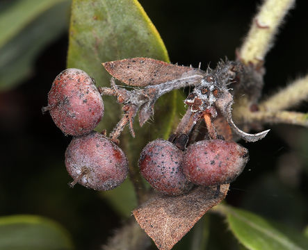 Image of Del Norte manzanita