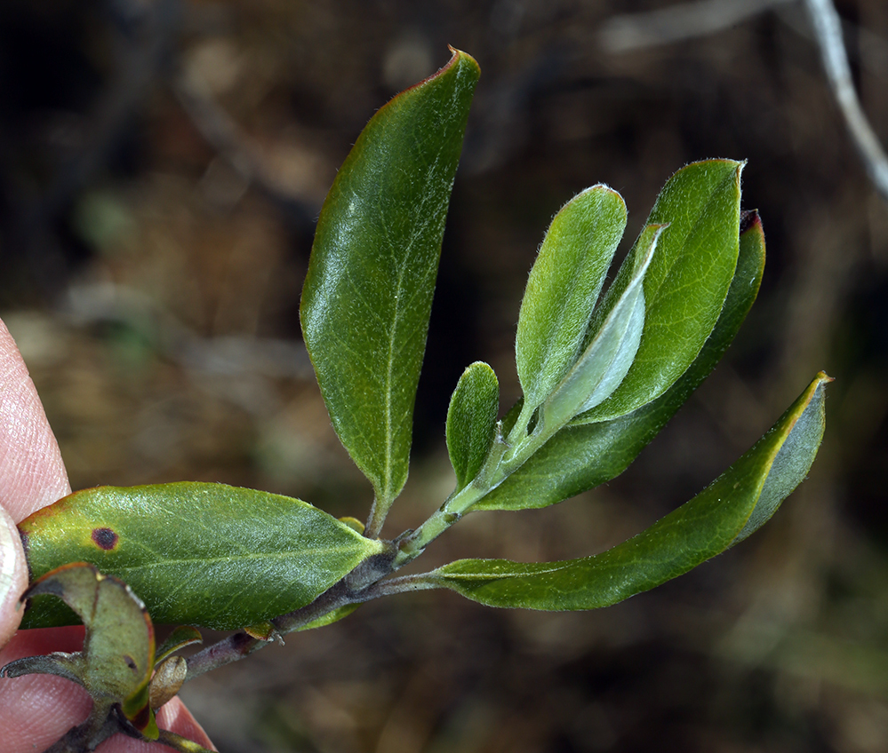 Image of dwarf silktassel