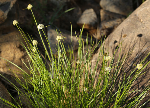 Image of <i>Eriophorum crinigerum</i>