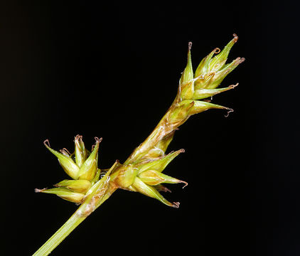 Image of star sedge