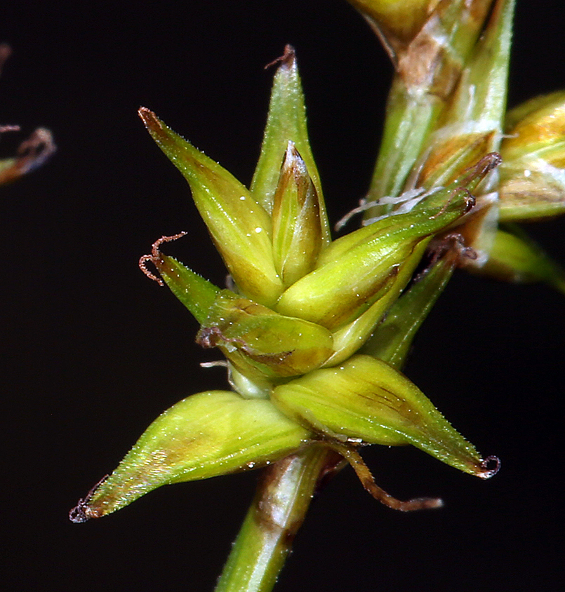 Слика од Carex echinata subsp. phyllomanica (W. Boott) Reznicek