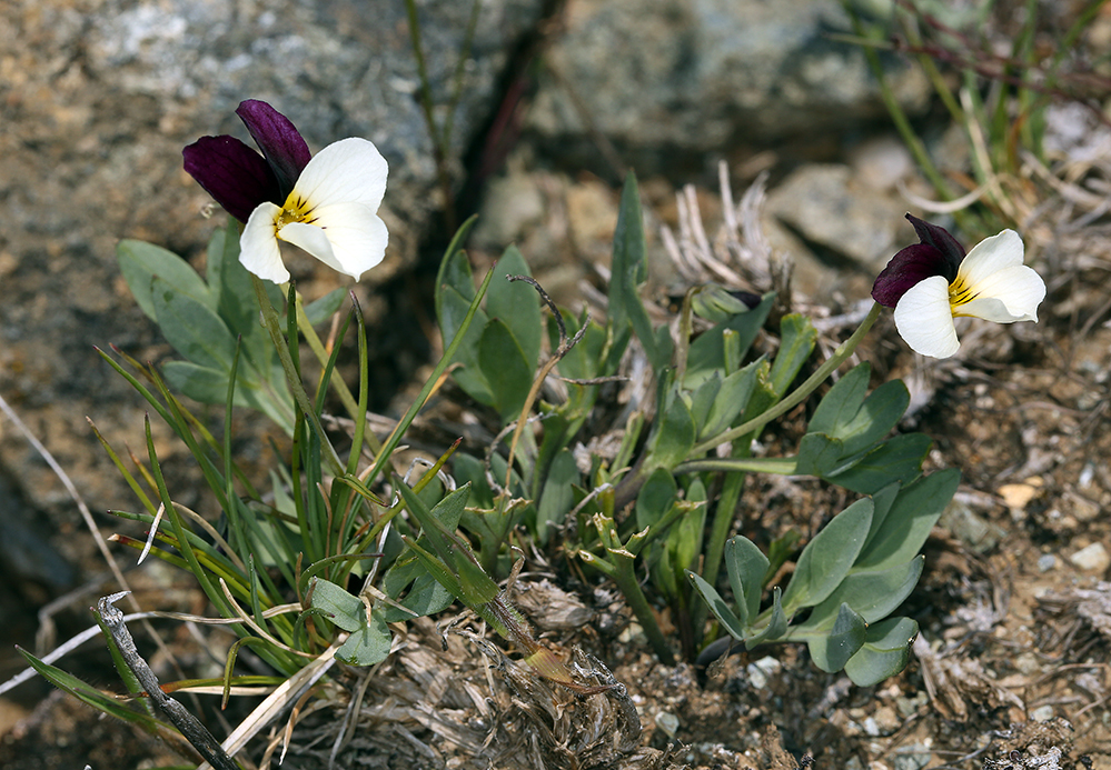 Image of Oregon violet