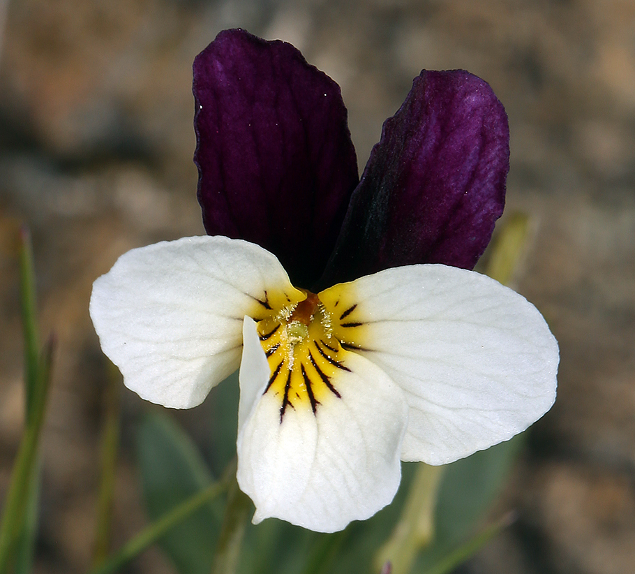 Image of Oregon violet