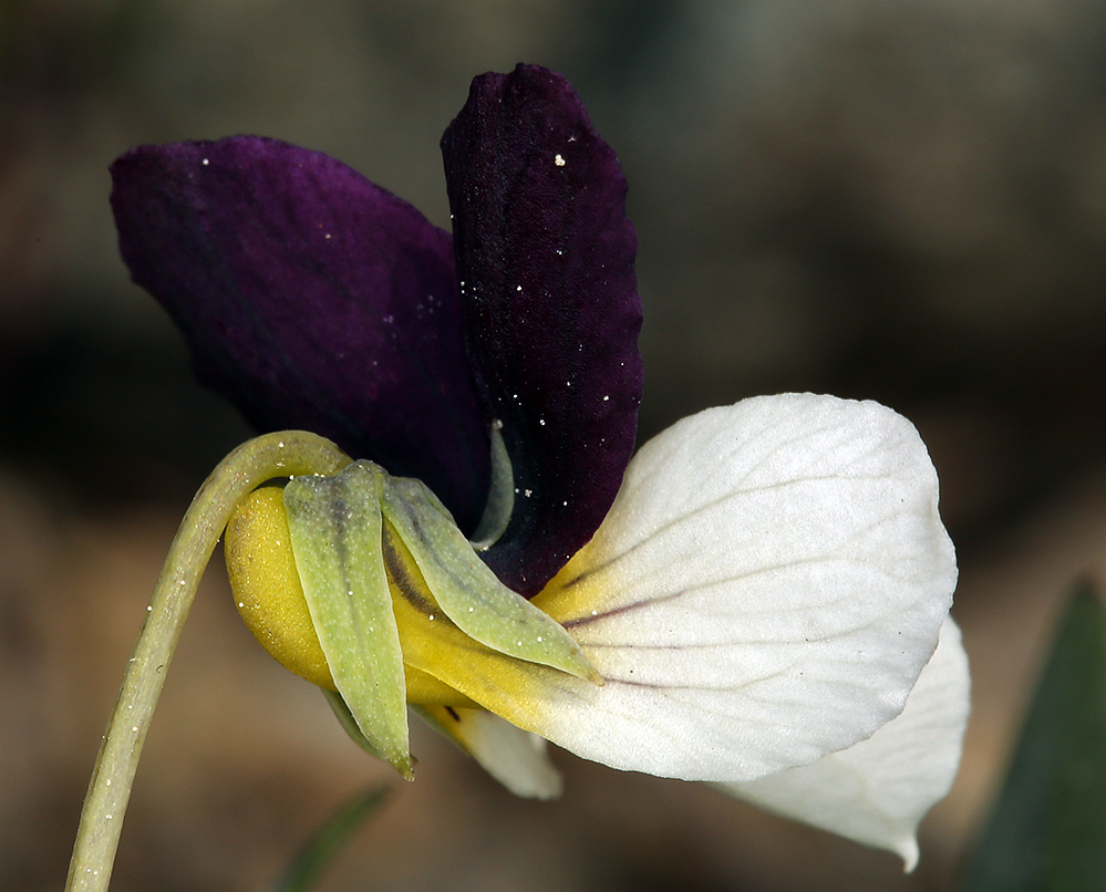 Image of Oregon violet