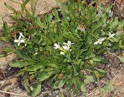 صورة Noccaea fendleri subsp. californica (S. Watson) Al-Shehbaz & M. Koch