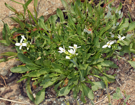 صورة Noccaea fendleri subsp. californica (S. Watson) Al-Shehbaz & M. Koch