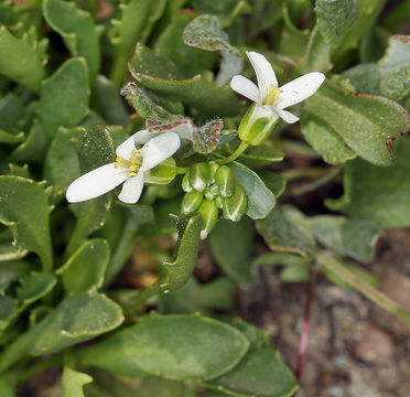 صورة Noccaea fendleri subsp. californica (S. Watson) Al-Shehbaz & M. Koch