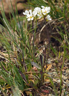 صورة Noccaea fendleri subsp. californica (S. Watson) Al-Shehbaz & M. Koch