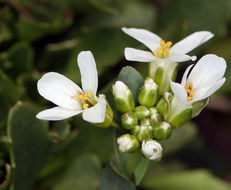 صورة Noccaea fendleri subsp. californica (S. Watson) Al-Shehbaz & M. Koch