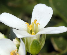 صورة Noccaea fendleri subsp. californica (S. Watson) Al-Shehbaz & M. Koch