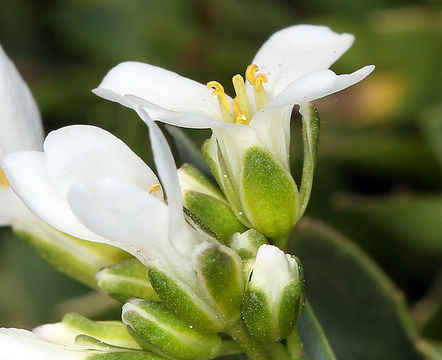 Image of Kneeland Prairie penny-cress