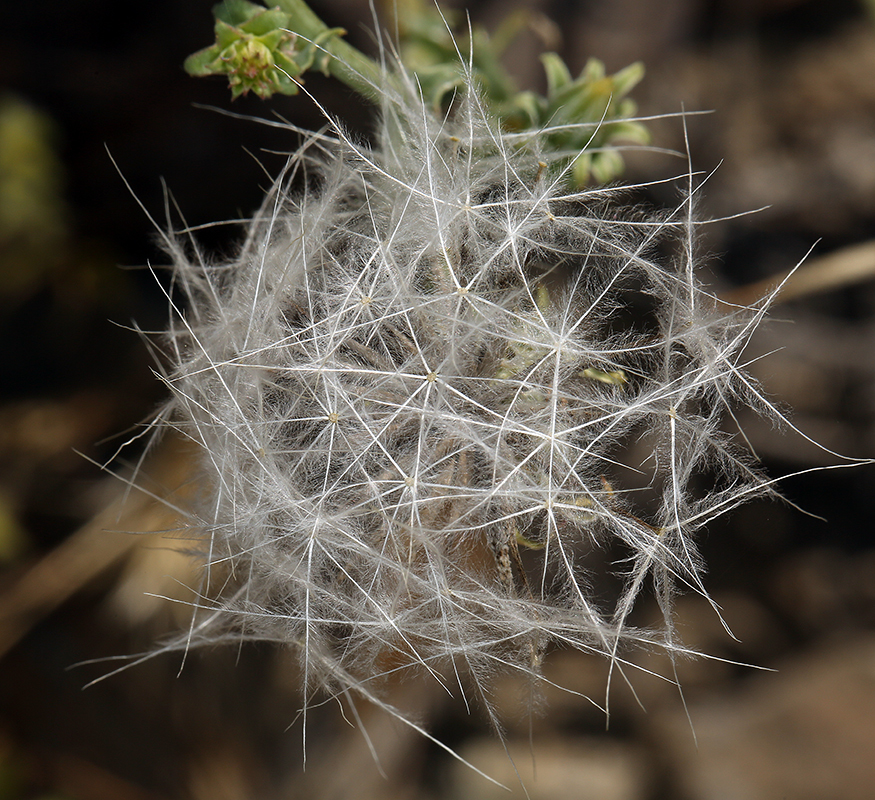 Imagem de Calycoseris wrightii A. Gray