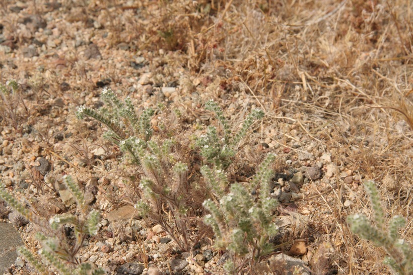 Image of Panamint cryptantha