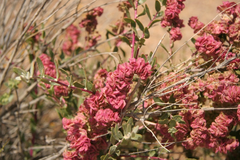 Plancia ëd Grayia spinosa (Hook.) Moq.