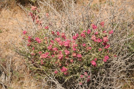 Plancia ëd Grayia spinosa (Hook.) Moq.