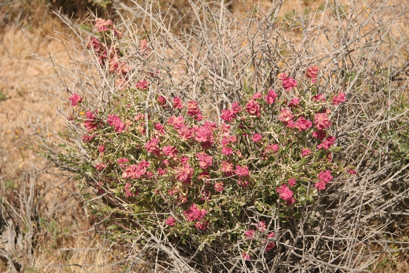 Plancia ëd Grayia spinosa (Hook.) Moq.