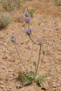 Image of thistle sage