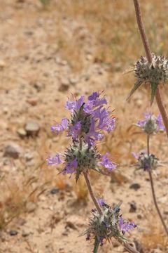 Image of thistle sage