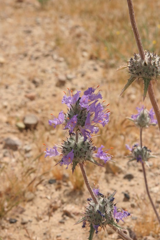 Imagem de Salvia carduacea Benth.