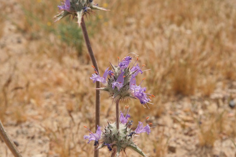 Imagem de Salvia carduacea Benth.