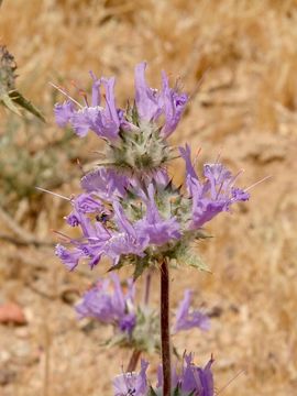 Image of thistle sage